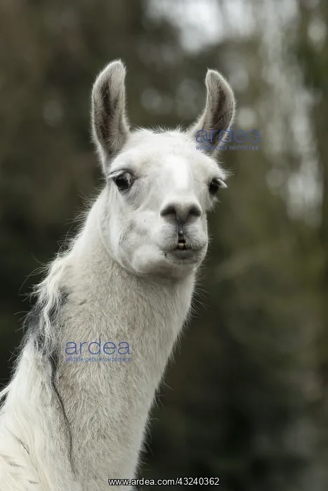 : Portrait of a Llama : Portrait of a Llama