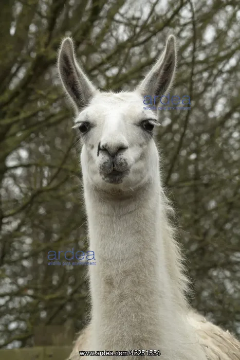 : Portrait of a Llama : Portrait of a Llama