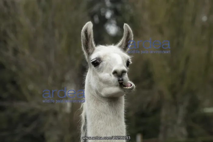 : Portrait of a Llama : Portrait of a Llama