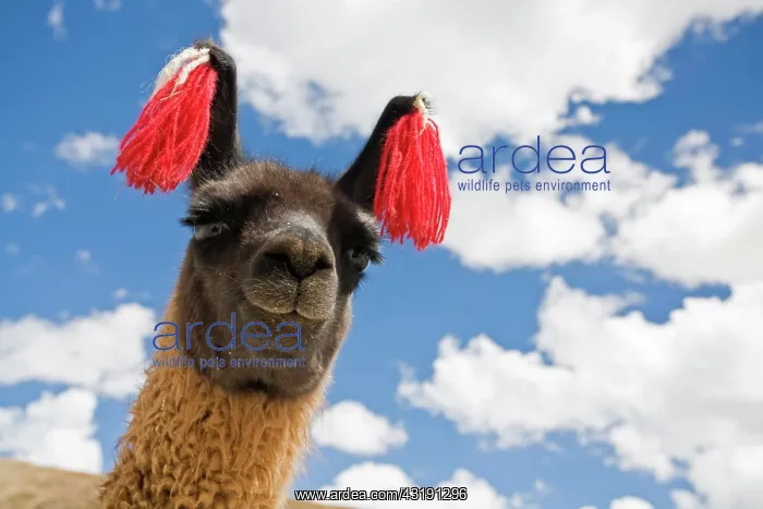 : Portrait of a llama (Lama glama), Altiplano, Bolivia : Portrait of a llama (Lama glama), Altiplano, Bolivia