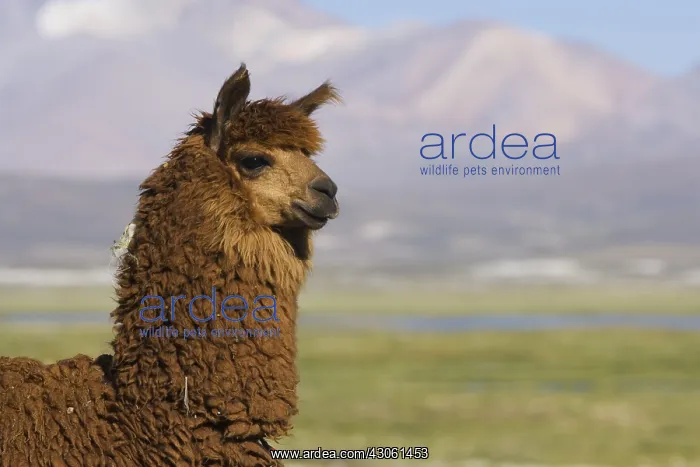 : Portrait of Llama Lauca National Park Chile : Portrait of Llama Lauca National Park Chile