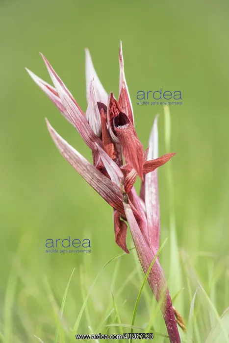 : Portrait of long-lipped serapias (Serapias vomeracea) : Portrait of long-lipped serapias (Serapias vomeracea)