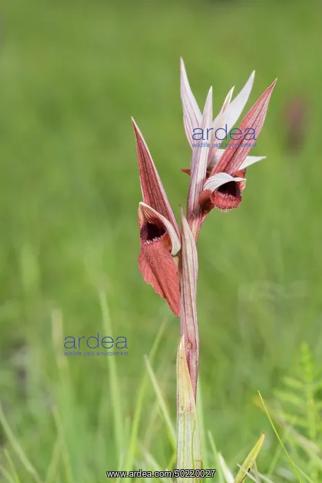 : Portrait of long-lipped serapias (Serapias vomeracea) growing in the meadow, Liguria, Italy : Portrait of long-lipped serapias (Serapias vomeracea) growing in the meadow, Liguria, Italy