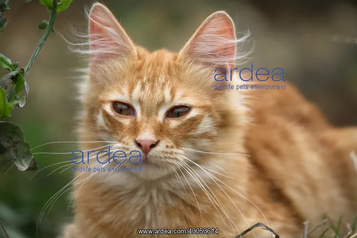: Portrait of a lying red Cat : Portrait of a lying red Cat