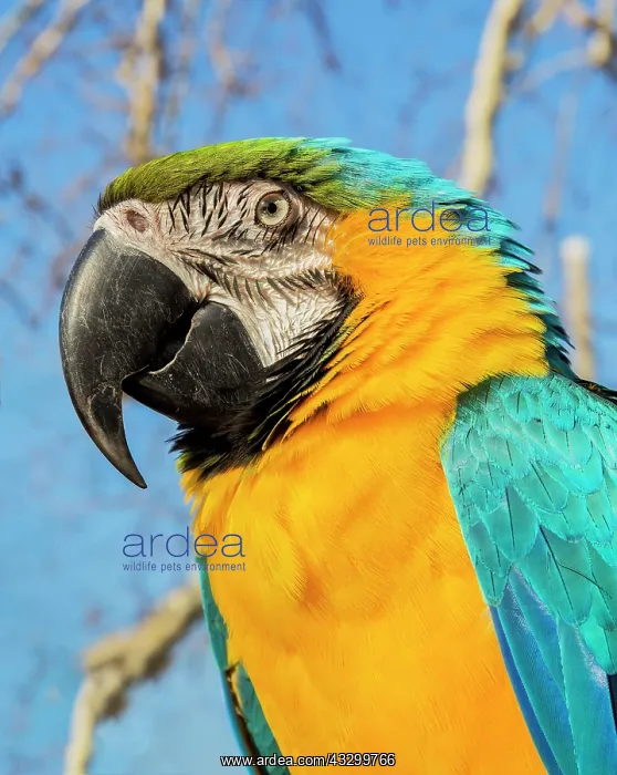 : Portrait of macaw parrot on natural bacground : Portrait of macaw parrot on natural bacground