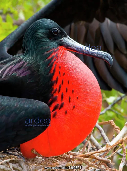 : Portrait of Magnificent frigatebird (Fregata mag : Portrait of Magnificent frigatebird (Fregata mag