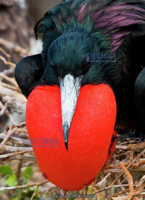 : Portrait of Magnificent frigatebird (Fregata mag : Portrait of Magnificent frigatebird (Fregata mag