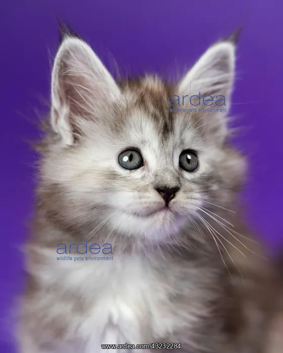 : Portrait of Maine Cat of color black silver patched : Portrait of Maine Cat of color black silver patched