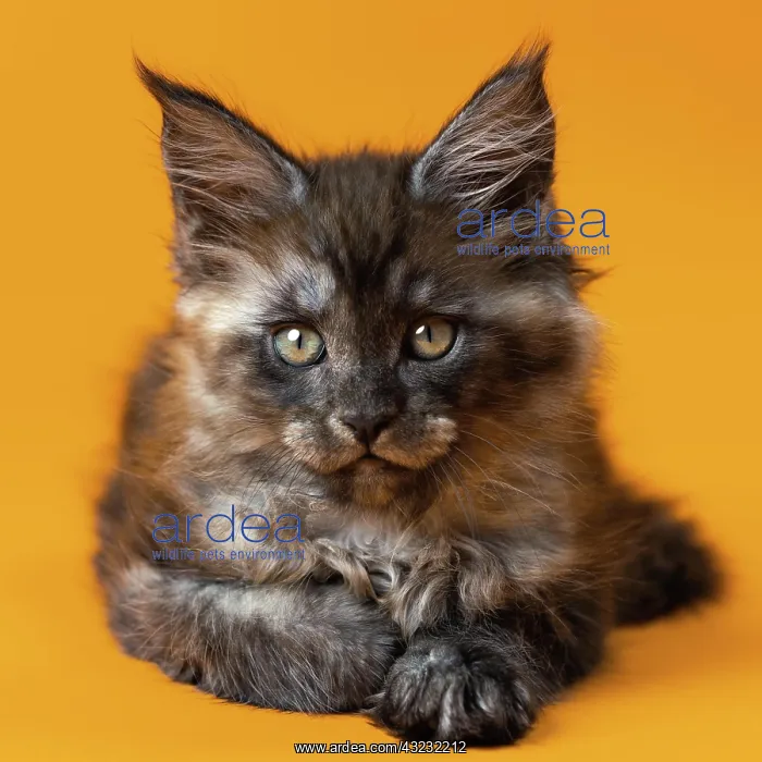 : Portrait of Maine Cat of color black smoke lying : Portrait of Maine Cat of color black smoke lying