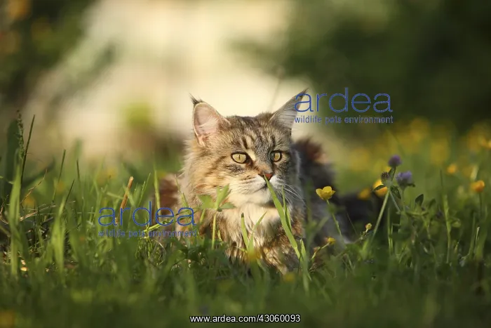  : Portrait of a Maine Coon female lying in the grass France