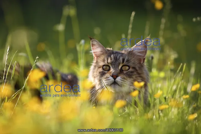: Portrait of a Maine Coon female lying in the grass France : Portrait of a Maine Coon female lying in the grass France