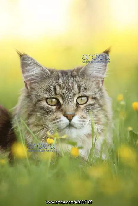  : Portrait of a Maine Coon female lying in the grass France