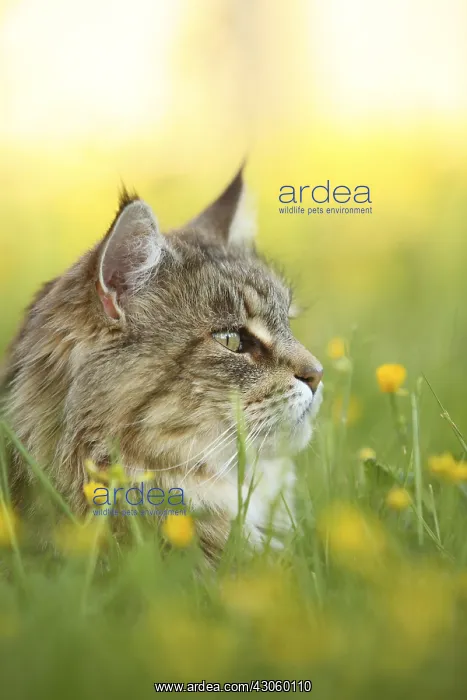 : Portrait of a Maine Coon female lying in the grass France : Portrait of a Maine Coon female lying in the grass France
