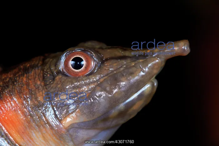 : Portrait of Malayan softshell turtle (Dogania subplana) : Portrait of Malayan softshell turtle (Dogania subplana)