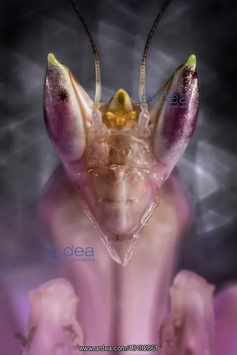 : Portrait of Malaysian orchid mantis (hymenopus coronatus) : Portrait of Malaysian orchid mantis (hymenopus coronatus)