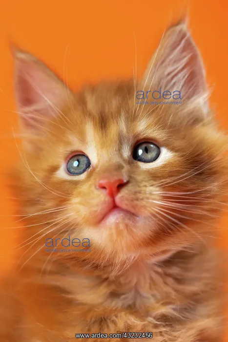 : Portrait of male American Coon kitten with shining : Portrait of male American Coon kitten with shining