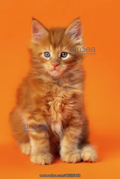 : Portrait of male American Longhair kitten one and : Portrait of male American Longhair kitten one and