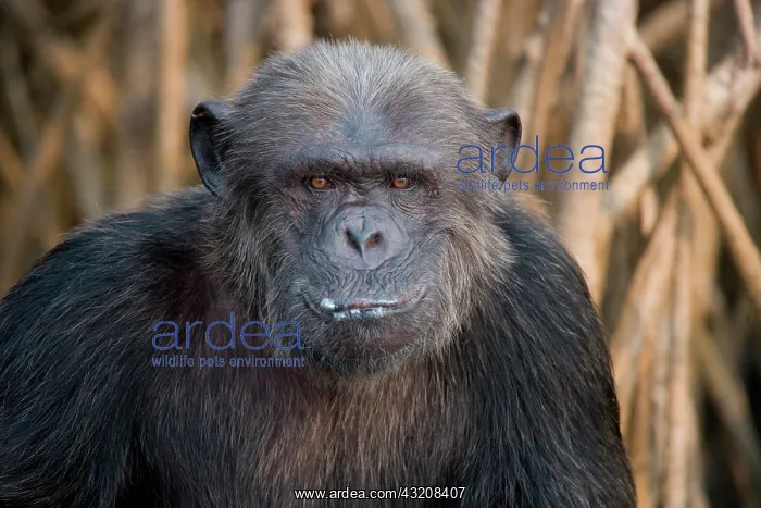 : Portrait of a male chimpanzee (Pan troglodytes) : Portrait of a male chimpanzee (Pan troglodytes)