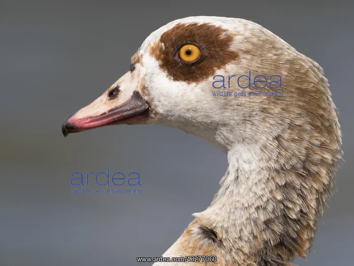 : Portrait of a Male Egyptian Goose (Alopochen aegyptiaca) : Portrait of a Male Egyptian Goose (Alopochen aegyptiaca)