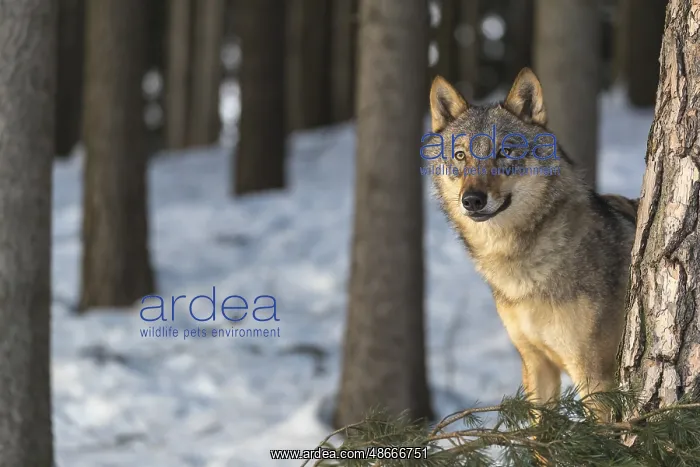 : Portrait of one male eurasian gray wolf (Canis lupus lupus) : Portrait of one male eurasian gray wolf (Canis lupus lupus)