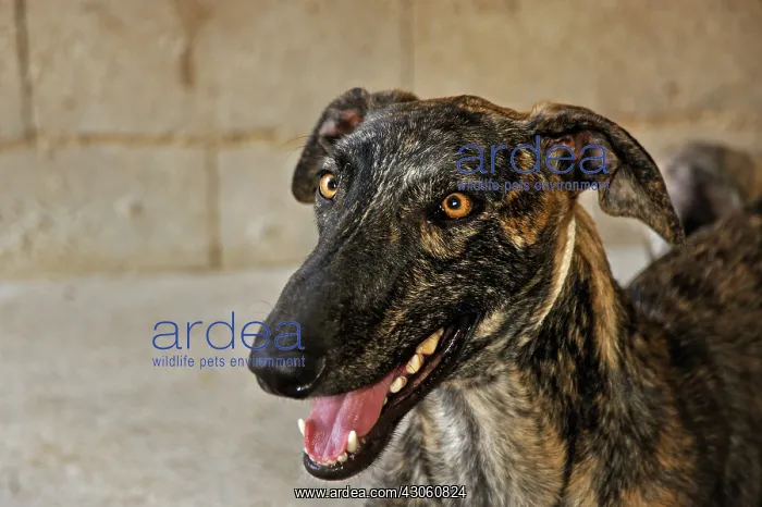 : Portrait of male Galgo in a hangar in Spain : Portrait of male Galgo in a hangar in Spain
