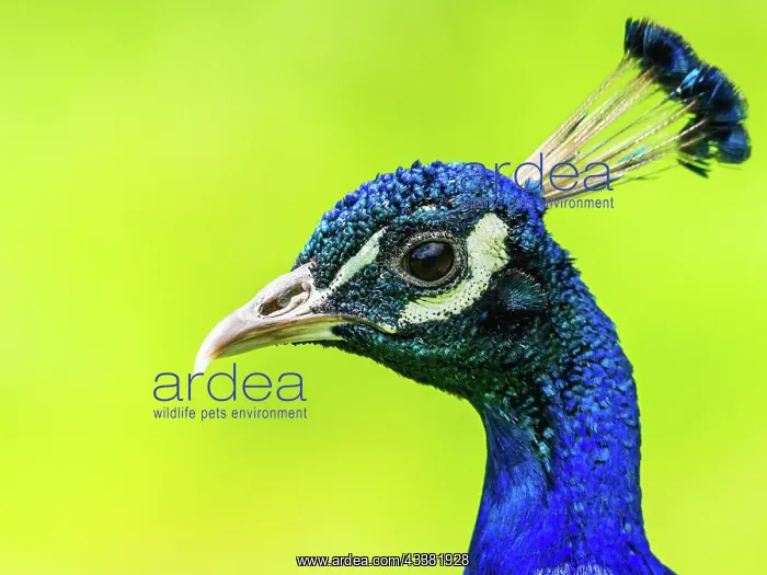: Portrait of Male Indian Peafowl (Pavo cristatus) : Portrait of Male Indian Peafowl (Pavo cristatus)