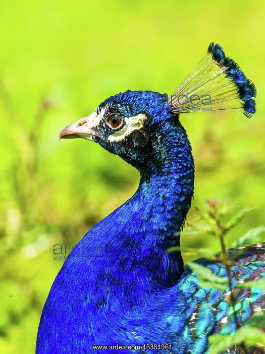 : Portrait of Male Indian Peafowl (Pavo cristatus) : Portrait of Male Indian Peafowl (Pavo cristatus)