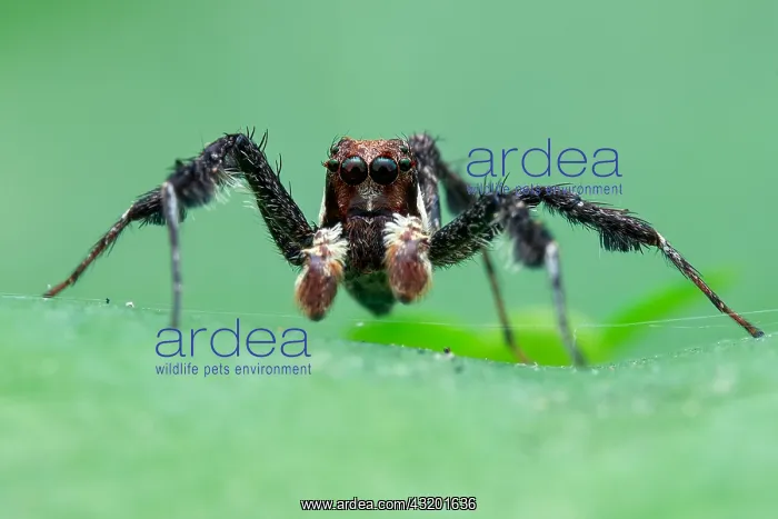 : Portrait of a male jumping spider (Portia sp.) : Portrait of a male jumping spider (Portia sp.)