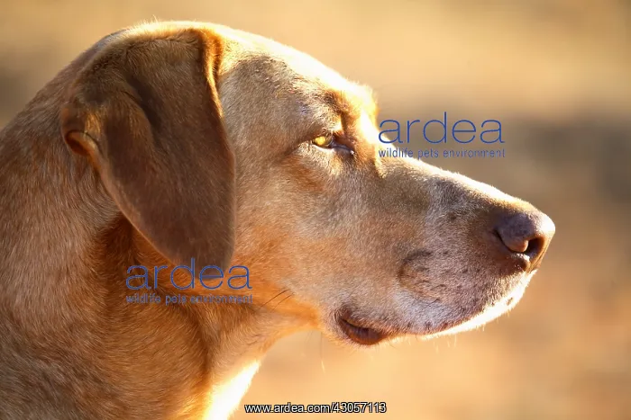 : Portrait of a male mongrel dog : Portrait of a male mongrel dog
