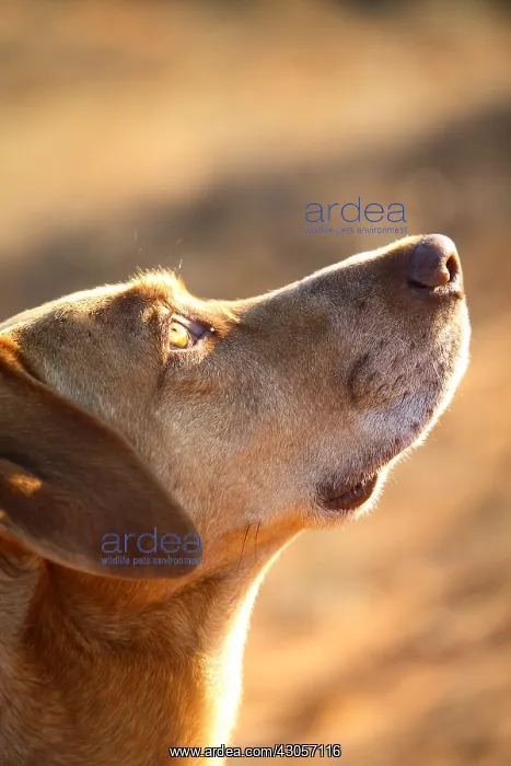 : Portrait of a male mongrel dog : Portrait of a male mongrel dog