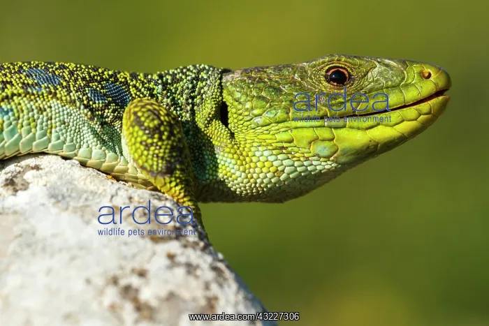 : Portrait of male Ocellated lizard on a rock - Aragon : Portrait of male Ocellated lizard on a rock - Aragon