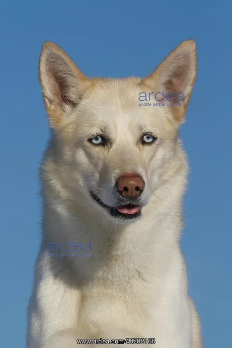 : Portrait of a male Siberian Husky, 5 years old Siberian : Portrait of a male Siberian Husky, 5 years old Siberian
