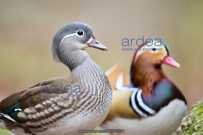 : Portrait of Mandarin duck (Aix galericulata) female : Portrait of Mandarin duck (Aix galericulata) female