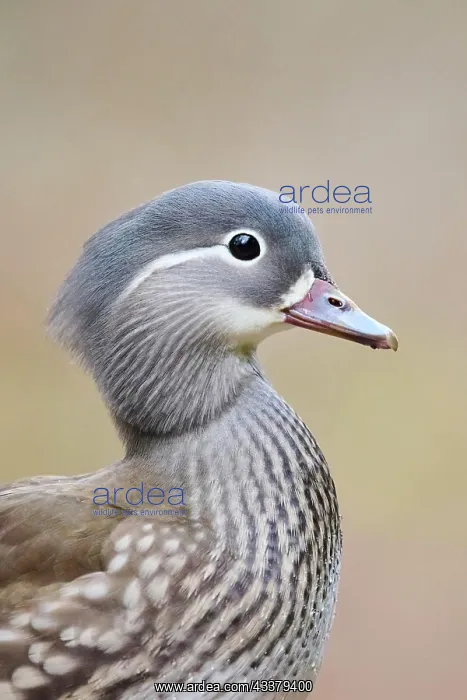 : Portrait of a Mandarin duck (Aix galericulata) female : Portrait of a Mandarin duck (Aix galericulata) female
