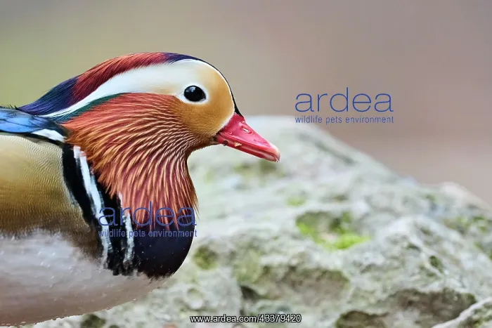 : Portrait of a Mandarin duck (Aix galericulata) male : Portrait of a Mandarin duck (Aix galericulata) male