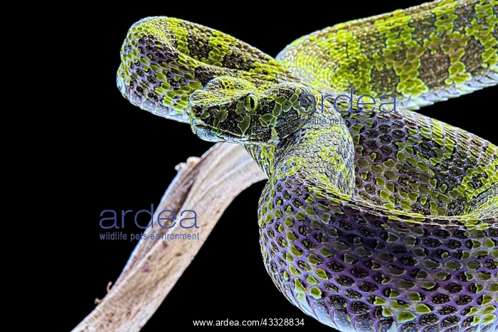 : Portrait of Mang moutain Pit Viper (Protobothrops : Portrait of Mang moutain Pit Viper (Protobothrops