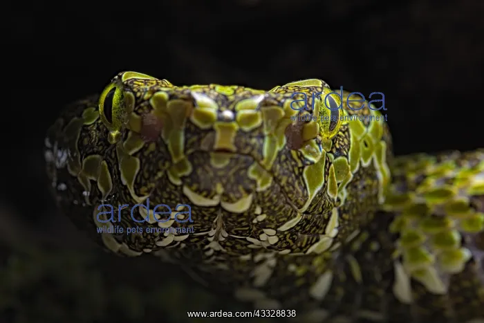: Portrait of Mang moutain Pit Viper (Protobothrops : Portrait of Mang moutain Pit Viper (Protobothrops