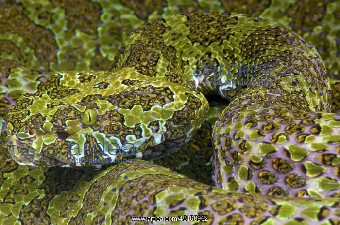 : Portrait of Mangshan pit viper (Zhaoermia (Protobothrops) : Portrait of Mangshan pit viper (Zhaoermia (Protobothrops)