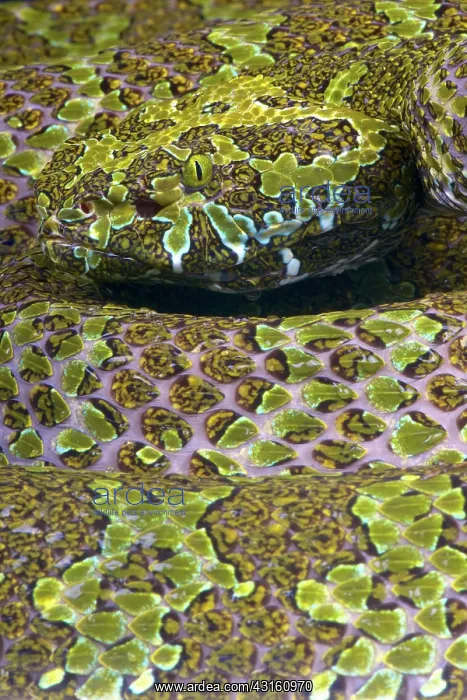 : Portrait of Mangshan pit viper (Zhaoermia (Protobothrops) : Portrait of Mangshan pit viper (Zhaoermia (Protobothrops)