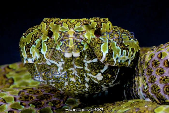 : Portrait of Mangshan pit viper (Zhaoermia (Protobothrops) : Portrait of Mangshan pit viper (Zhaoermia (Protobothrops)