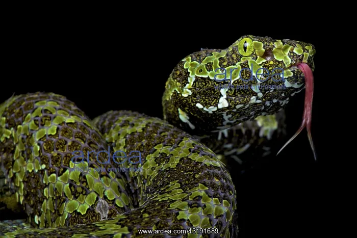 : Portrait of Mangshan pitviper (Protobothrops mangshanensis) : Portrait of Mangshan pitviper (Protobothrops mangshanensis)