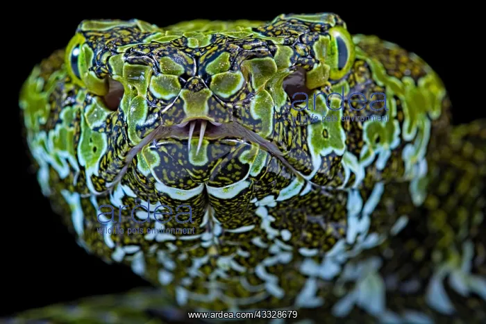 : Portrait of Mangshan's Pitviper (Protobothrops mangshanensis : Portrait of Mangshan's Pitviper (Protobothrops mangshanensis