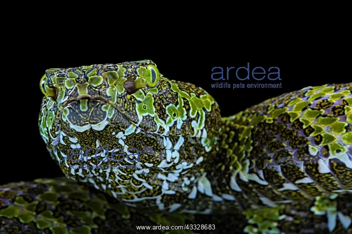 : Portrait of Mangshan's Pitviper (Protobothrops mangshanensis : Portrait of Mangshan's Pitviper (Protobothrops mangshanensis