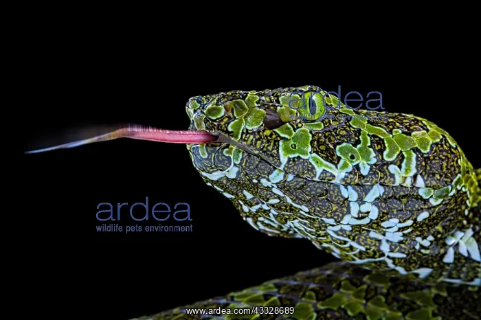 : Portrait of Mangshan's Pitviper (Protobothrops mangshanensis : Portrait of Mangshan's Pitviper (Protobothrops mangshanensis