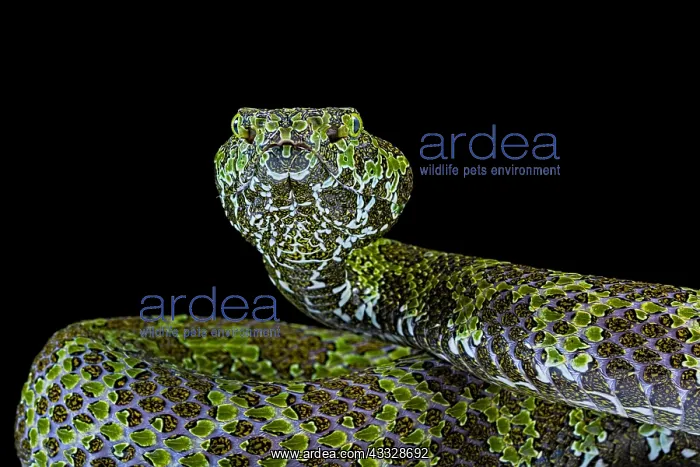 : Portrait of Mangshan's Pitviper (Protobothrops mangshanensis : Portrait of Mangshan's Pitviper (Protobothrops mangshanensis