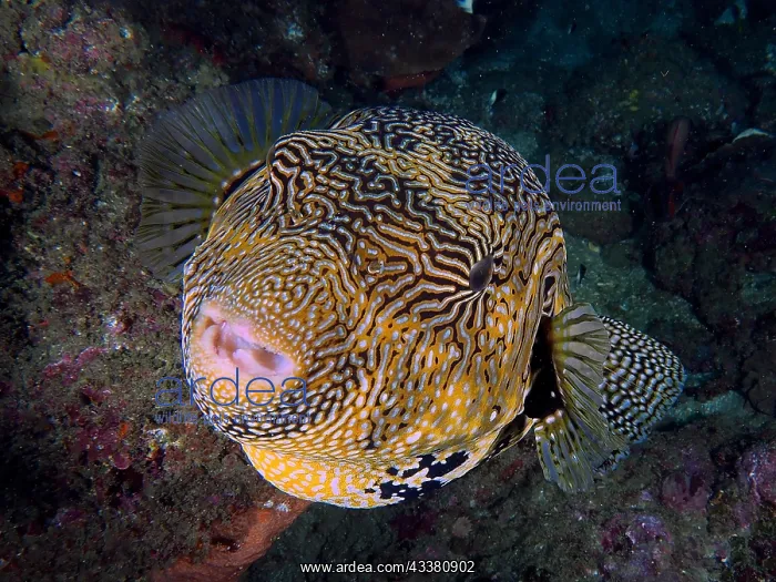 : Portrait of map puffer (Arothron mappa), Sodwana : Portrait of map puffer (Arothron mappa), Sodwana