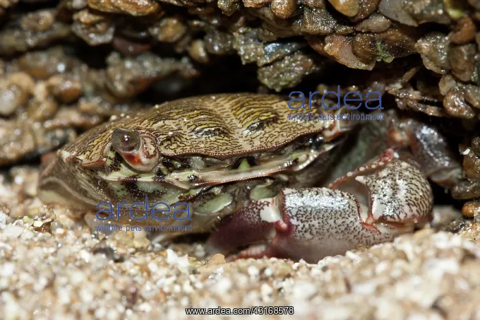 : Portrait of a Marbled Rock Crab : Portrait of a Marbled Rock Crab
