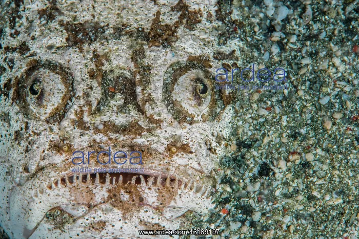 : Portrait of Marbled stargazer (Uranoscopus bicinctus) : Portrait of Marbled stargazer (Uranoscopus bicinctus)