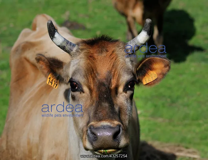 : Portrait of Marine Cow Landes - France : Portrait of Marine Cow Landes - France