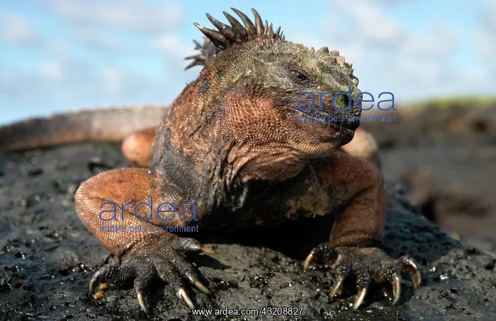 : Portrait of the marine iguana (Amblyrhynchus cri : Portrait of the marine iguana (Amblyrhynchus cri
